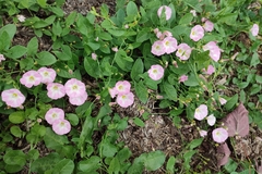 Convolvulus arvensis