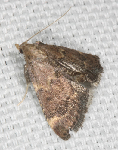 Hypsopygia phoezalis photo 4