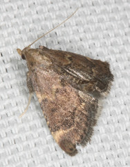 Hypsopygia phoezalis