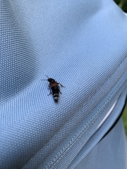 Platydracus stercorarius