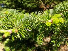 Abies cephalonica
