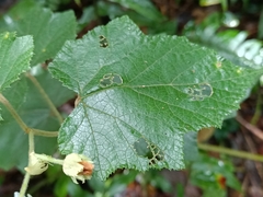 Rubus