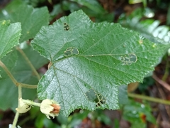 Rubus