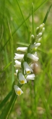 Spiranthes lucida