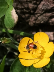 Andrena labiata