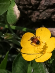 Andrena labiata