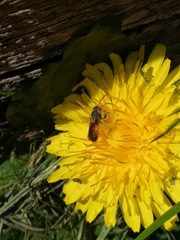 Andrena labiata