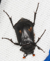 Nicrophorus nigrita
