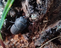 Dorcus