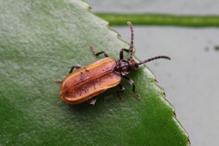 Ischaliidae