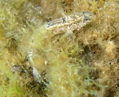 Gobius ophiocephalus