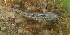 Gobius ophiocephalus