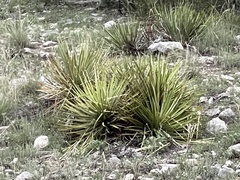 Yucca reverchonii