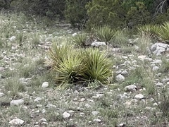 Yucca reverchonii