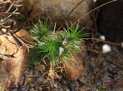 Stylidium repens