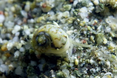 Tritia pellucida