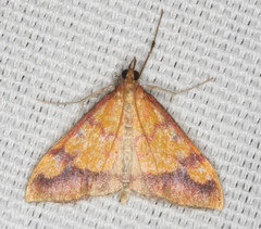 Pyrausta perrubralis