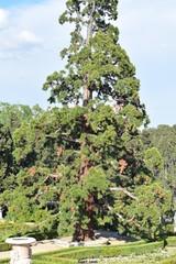 Sequoiadendron giganteum