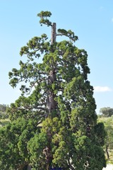 Sequoiadendron giganteum