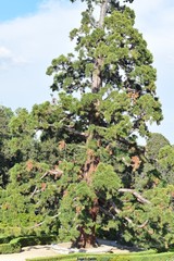 Sequoiadendron giganteum