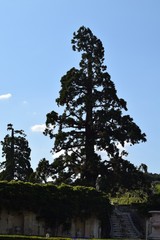 Sequoiadendron giganteum
