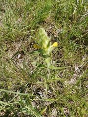 Melampyrum carstiense