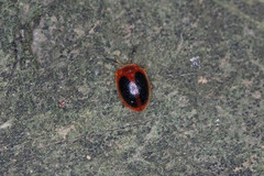 Stenotarsus hispidus