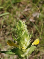 Melampyrum carstiense