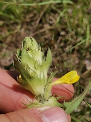 Melampyrum carstiense