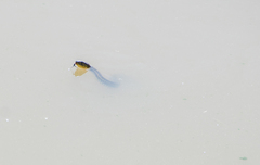 Thamnophis eques patzcuaroensis