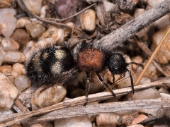 Physetopoda punctata