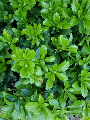Pachysandra