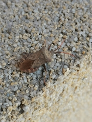 Coreus marginatus