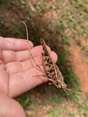 Pardalophora phoenicoptera