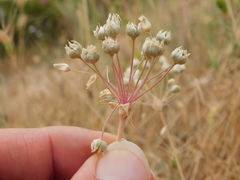 Allium akirense