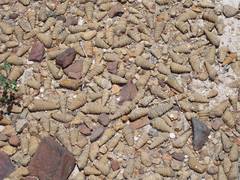 Thiaridae