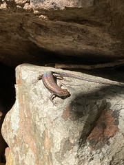 Lampropholis mirabilis