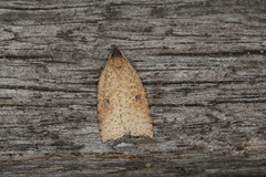 Meritastis polygraphana
