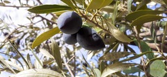Olea europaea