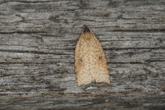 Meritastis polygraphana