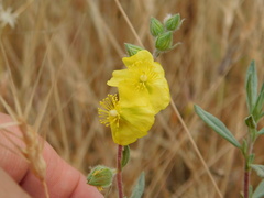 Helianthemum stipulatum