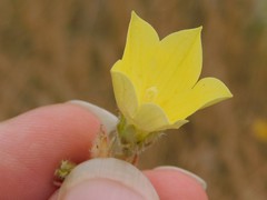 Campanula sulphurea