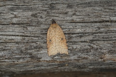 Meritastis polygraphana