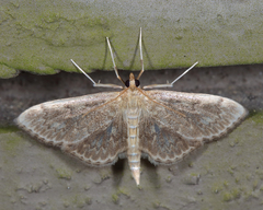 Anania quebecensis