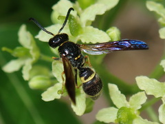 Ancistrocerus unifasciatus