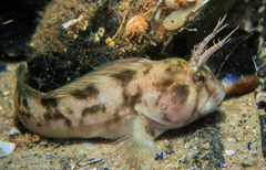 Tasmanian Blenny photo 4