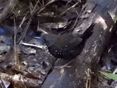 Myrmophylax atrothorax