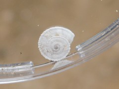 Xerocrassa davidiana