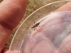 Dicranocephalus agilis