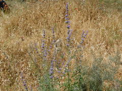 Nepeta curviflora